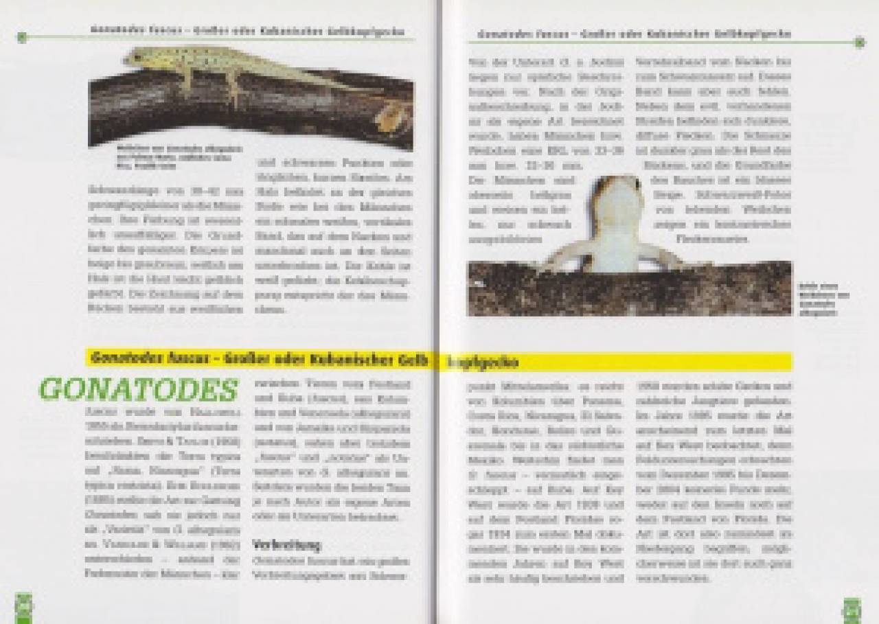 Neotropische Taggeckos